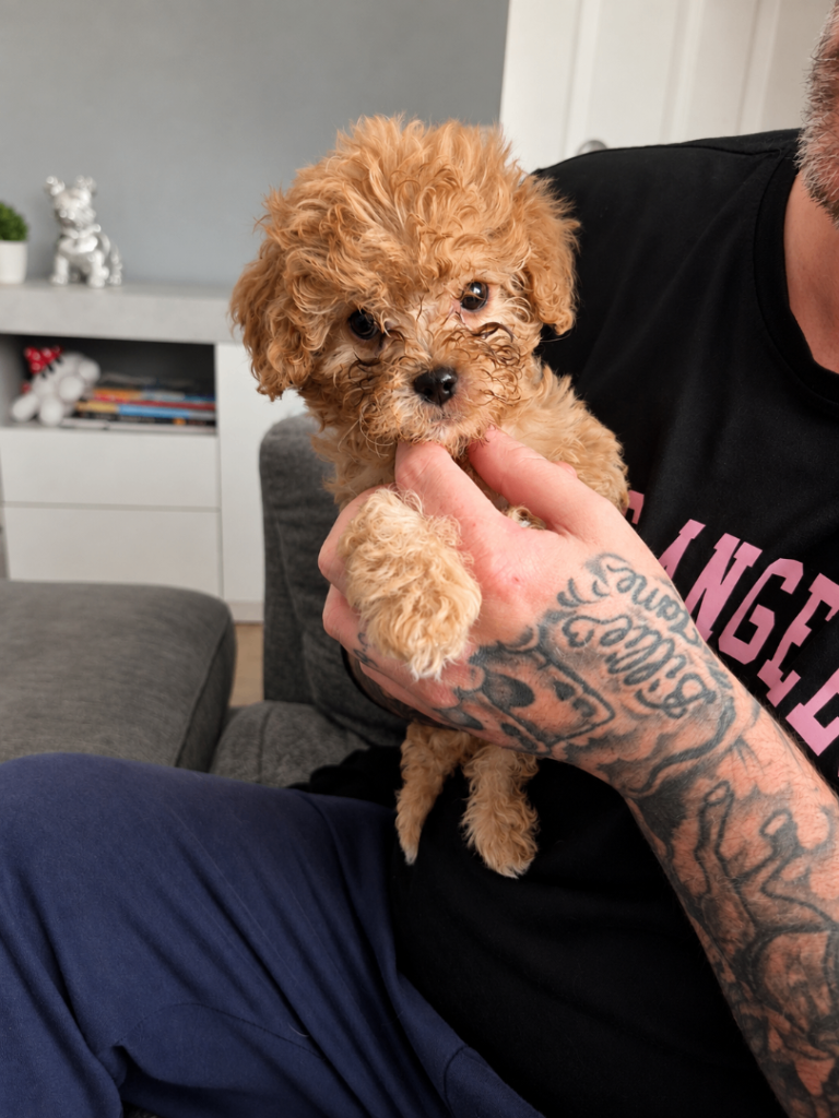 Puppies for sale