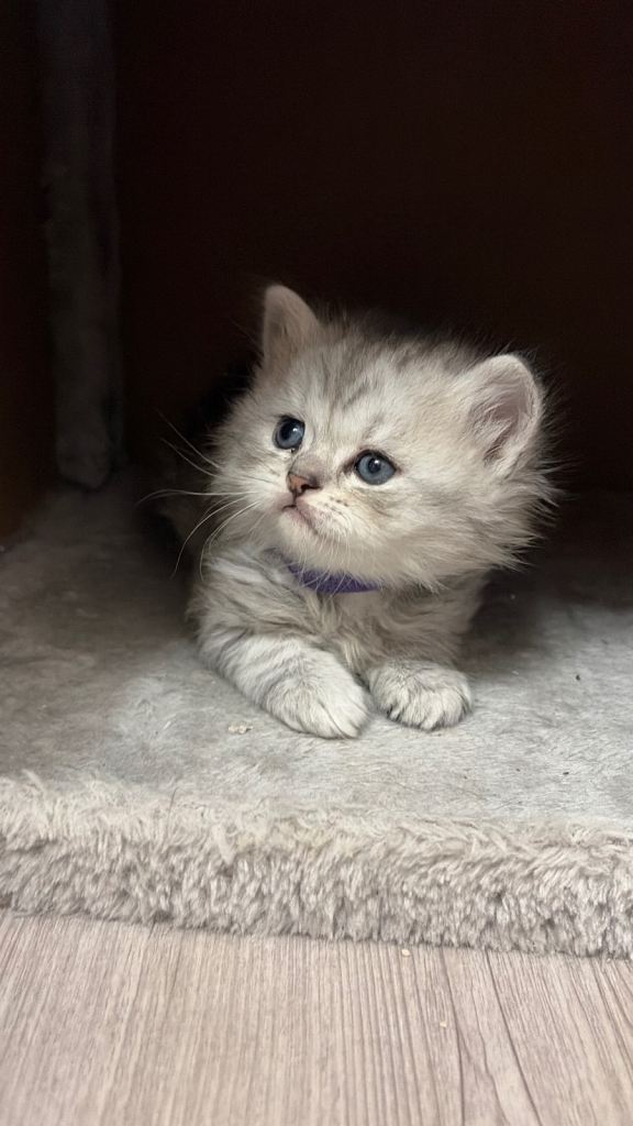 Stunning british shorthair kittens