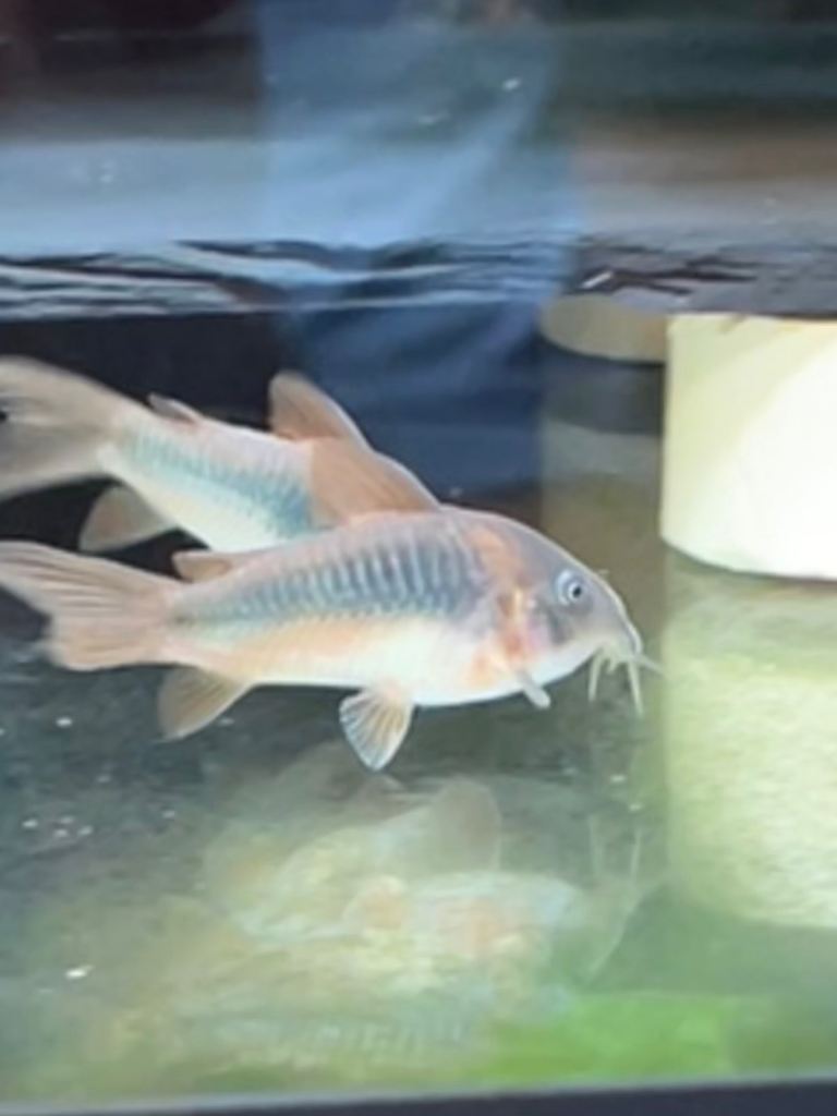 image for Bronze Corydoras, Red Cherry Shrimp available - Tropical Fish