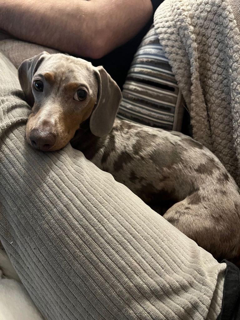 Beautiful male dapple dachshund 