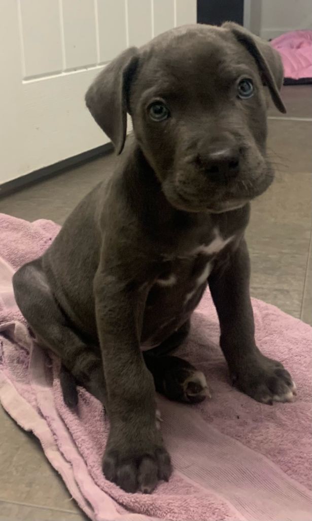 Beautiful male Cane Corso puppy
