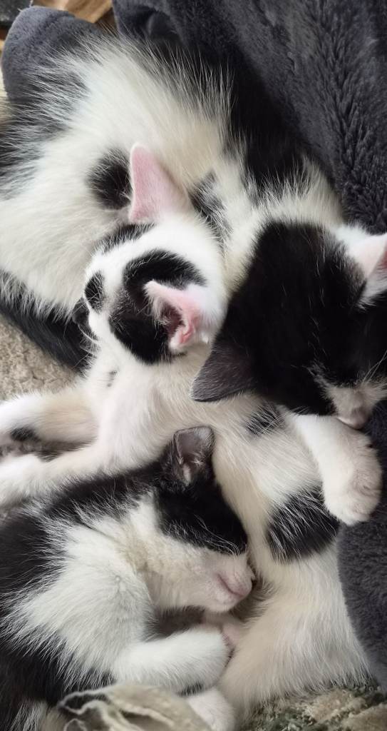 Four Beautiful Kittens for sale