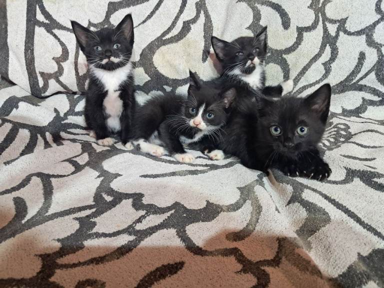 Beautiful kittens 