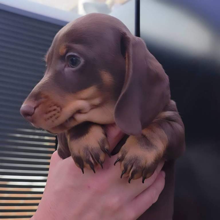 🩵 Smooth coat minature dachshund 🩵