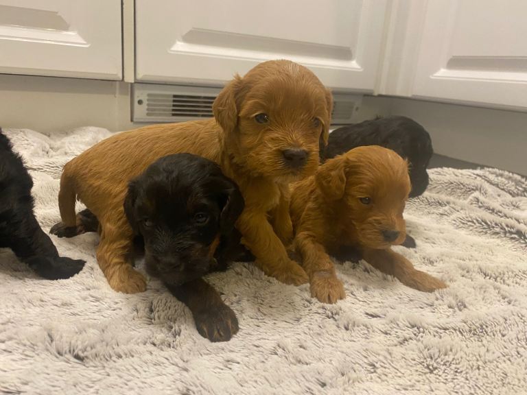 F1 cockapoo pups 