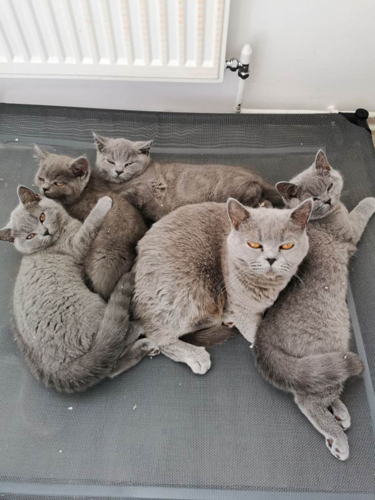 British shorthair kittens 