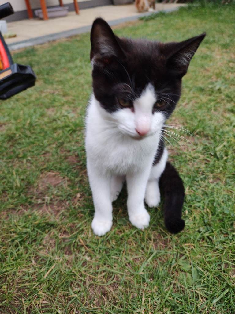 Two male kittens for sale 
