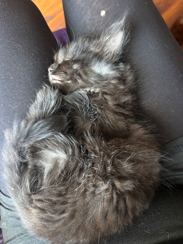 3 beautiful half ragdoll kittens 