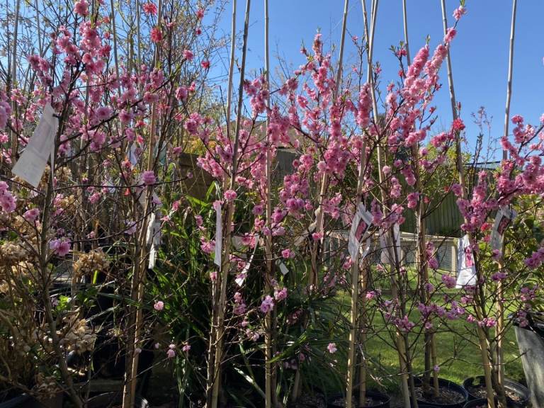 Gorgeous Stunning PEACH Trees with Pink and Red Blossom, full of buds. Produce gorgeous FRUIT