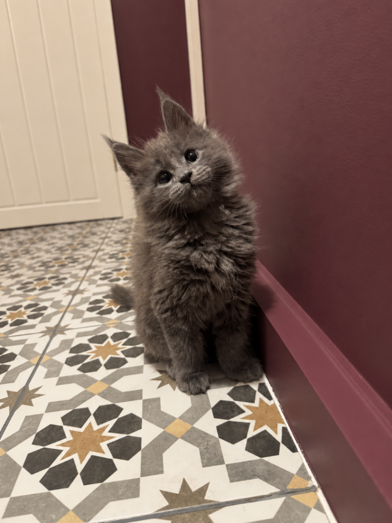 Maine Coon kittens 