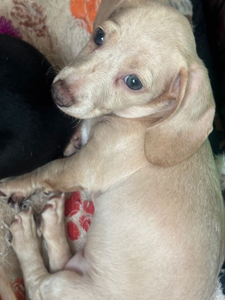 1 female mini smooth cream girl for sale 
