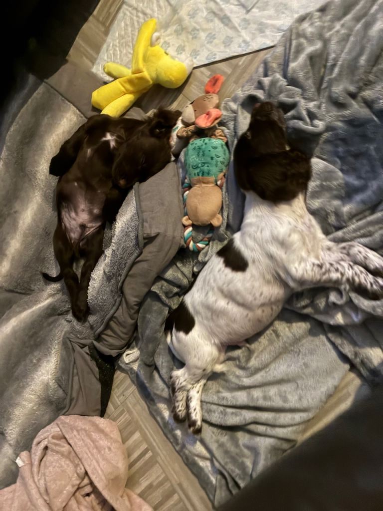 Adorable Cocker Spaniel Puppies Looking for New Homes