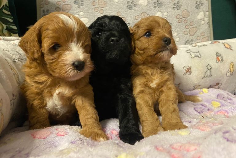 Beautiful Cavapoo Puppies Ready to leave end of Feb