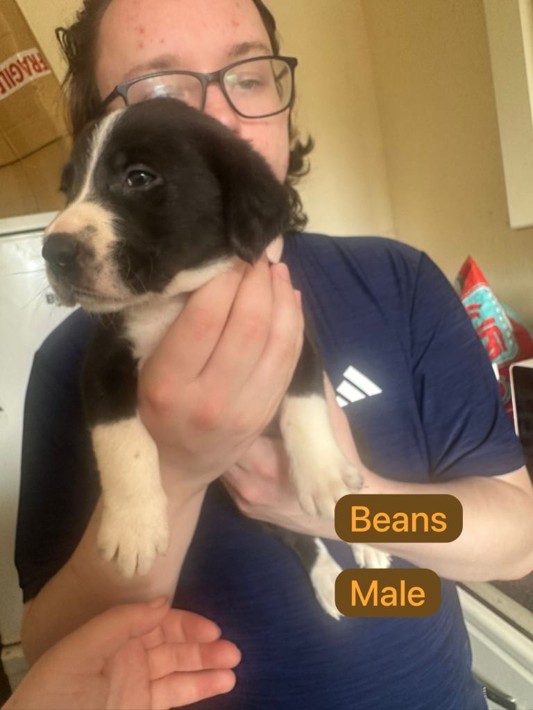 Border collie mix pups for sale 