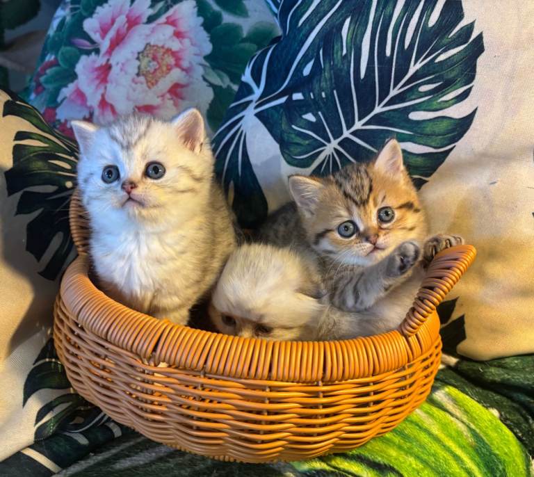 Full Pedigree British shorthair Kittens
