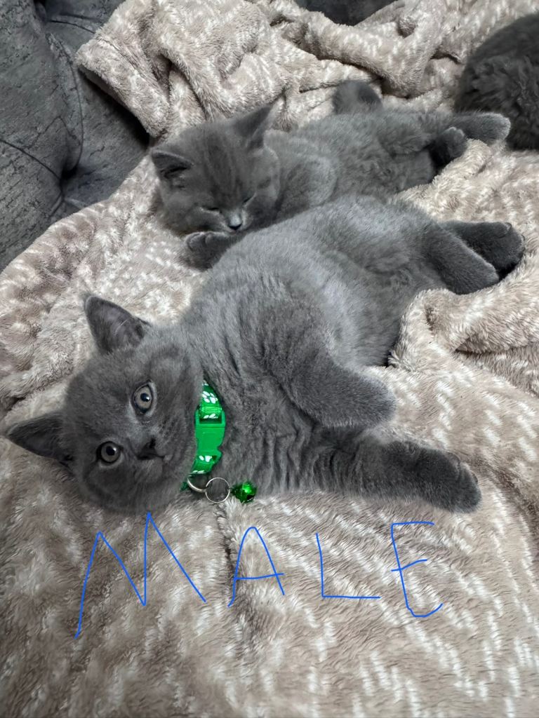 3 british short hairs kitten for sale 