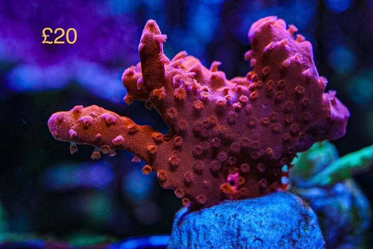 Red setosa coral Marine frag