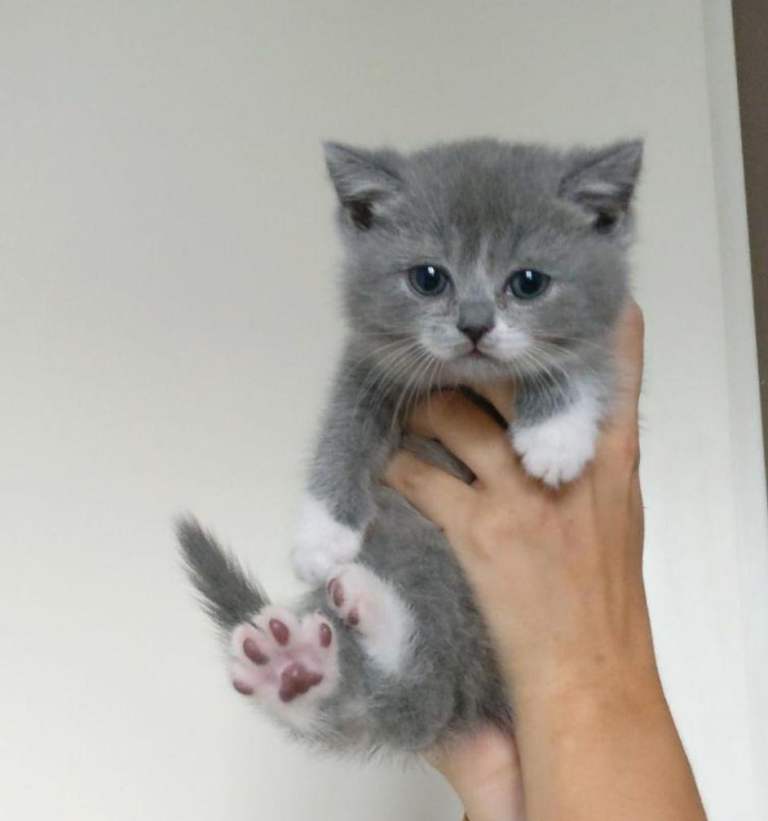 Beautiful British Shorthair Kittens 