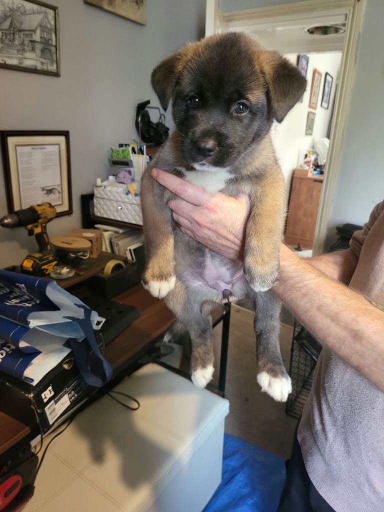 A Stunning Japanese Akita Girl Pup