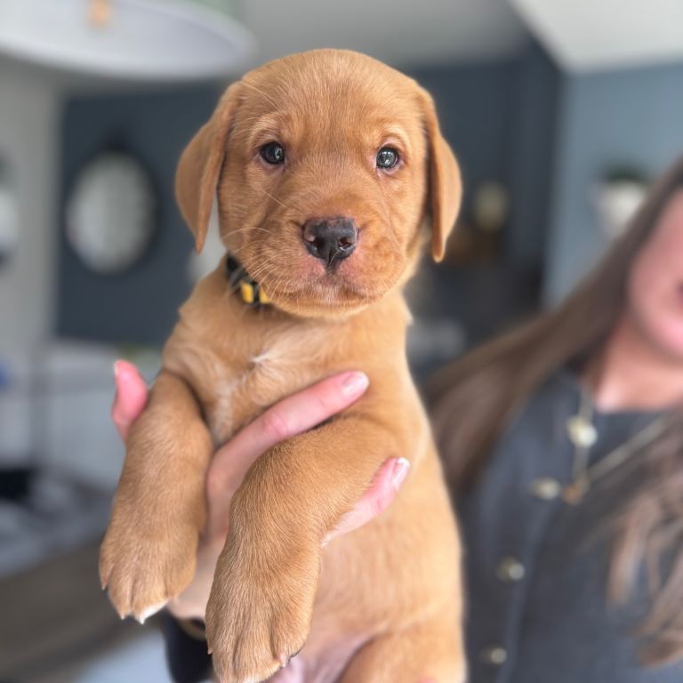Fox Red Labrador Puppies for Sale