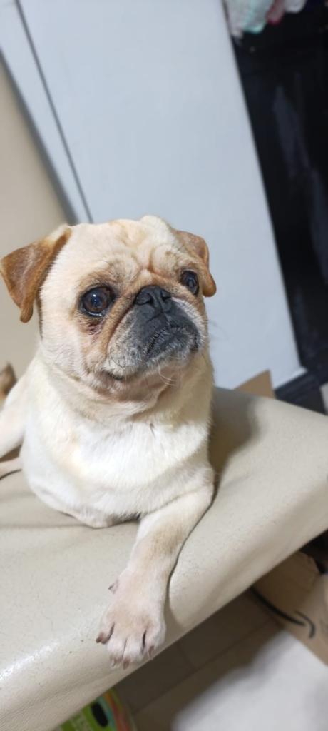 Dog Pug 