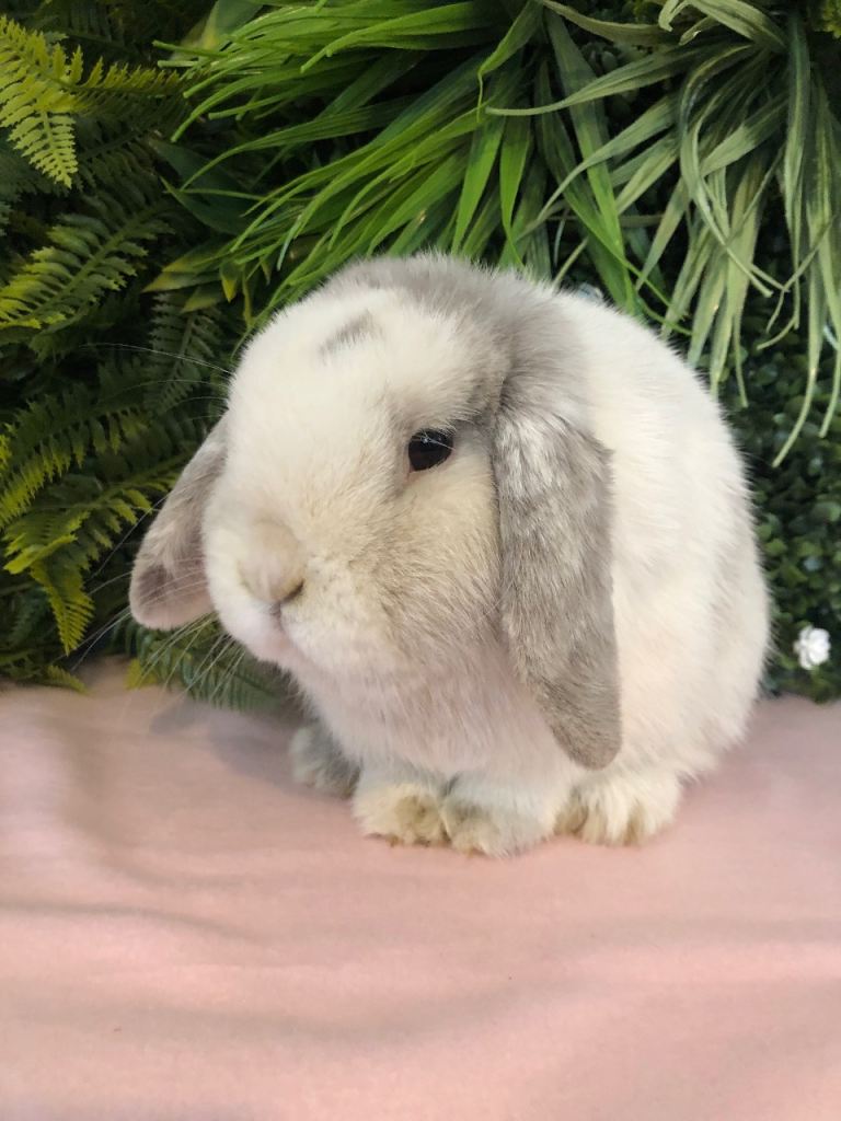 Gorgeous Lilac Magpie Boy 9 months