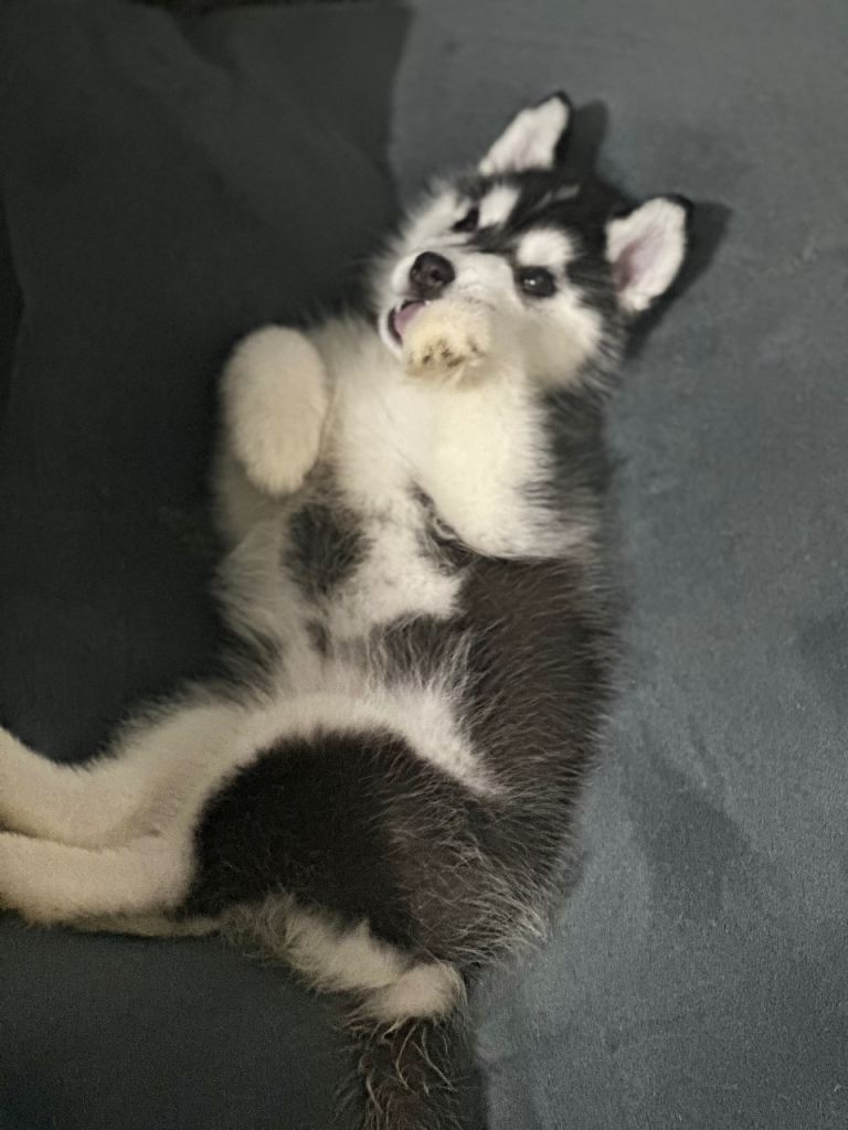 Selling my gorgeous puppy 