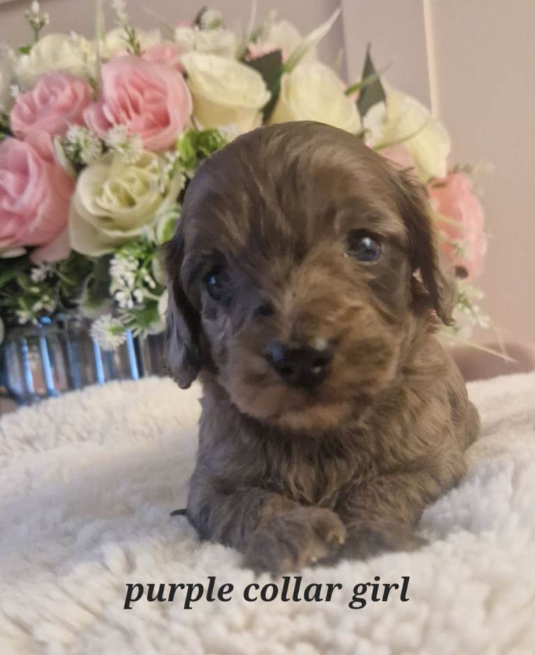 Daxipoo puppies 