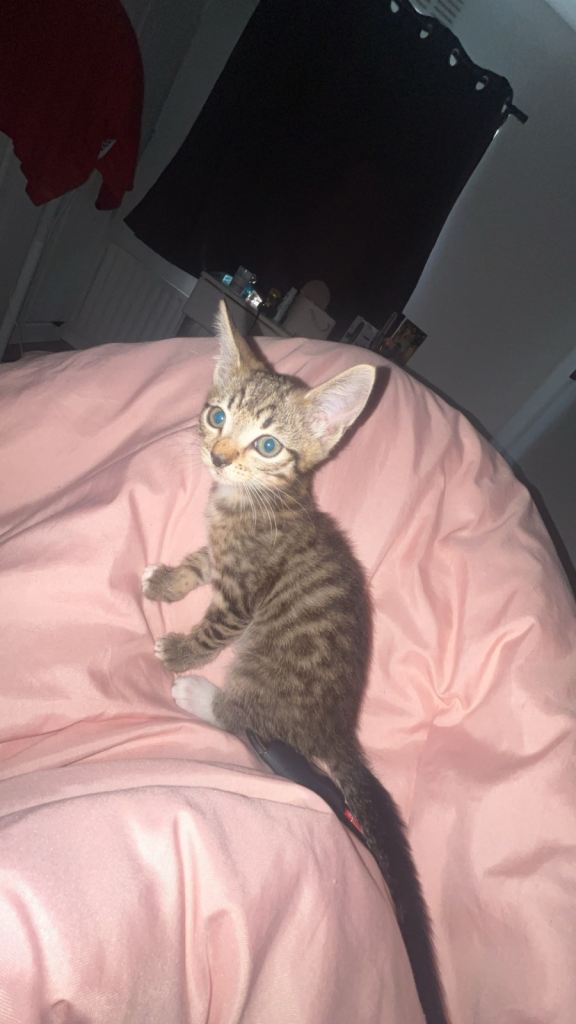 2 Girl kitten left 