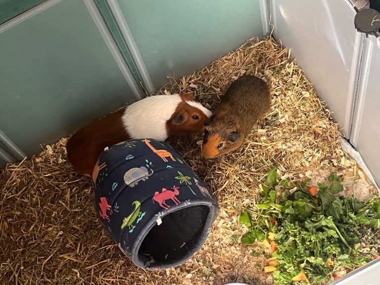 2 male bonded Guinea pigs and full set up 