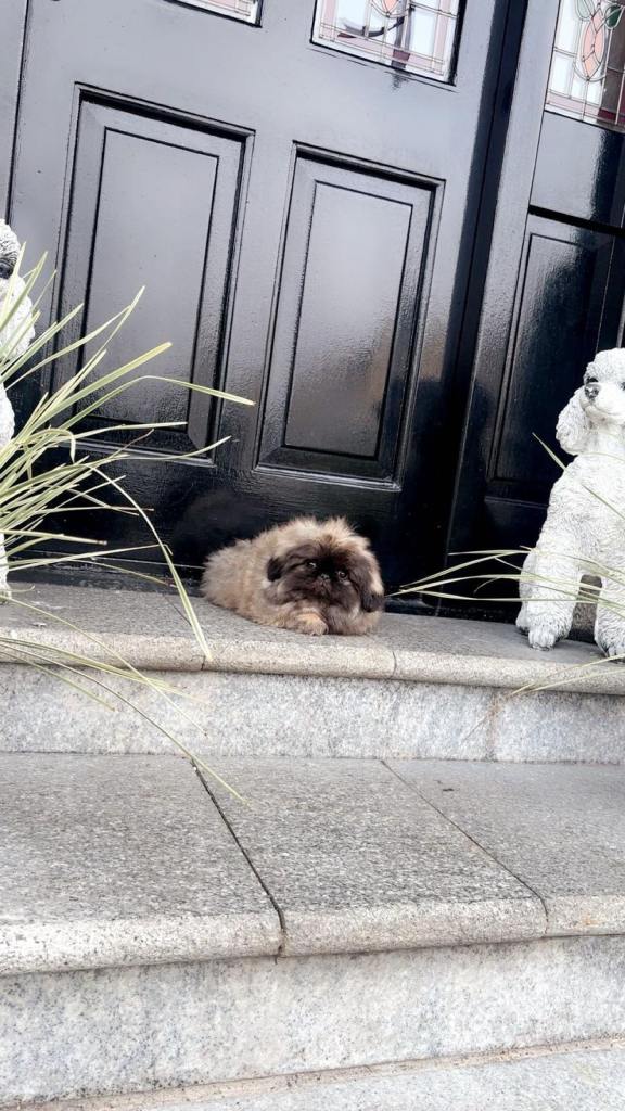 Stunning pedigree PEKINGESE puppies 