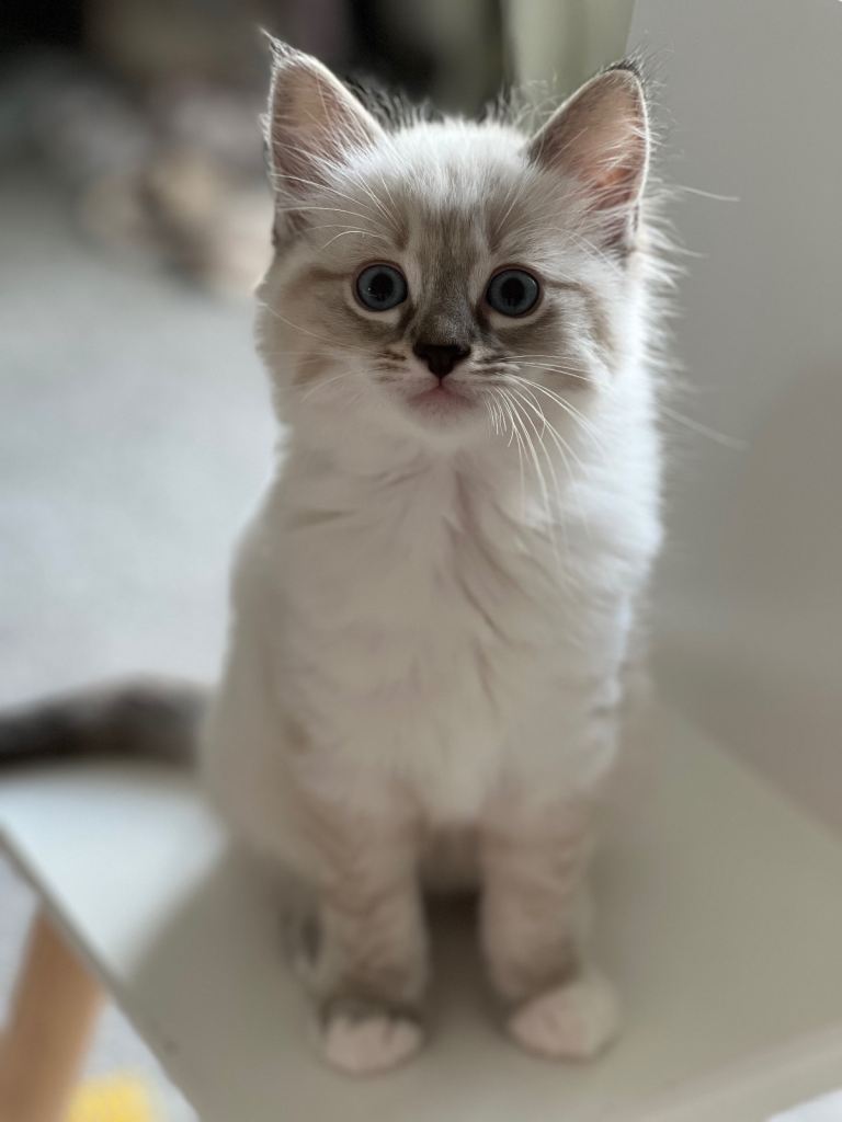 Ragdoll kittens