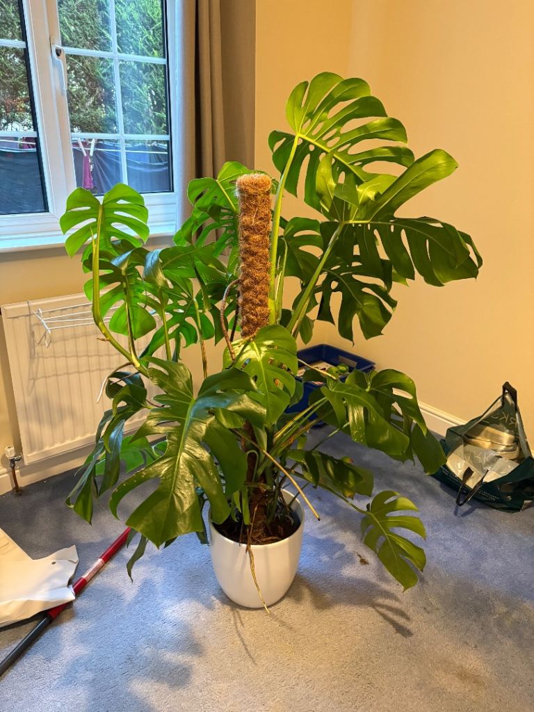 Large Monstera Deliciosa Plant