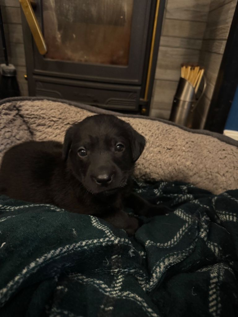 KC Registered Labradors