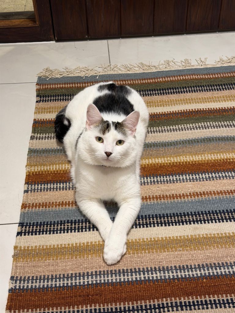 White male cat very affectionist friendly 