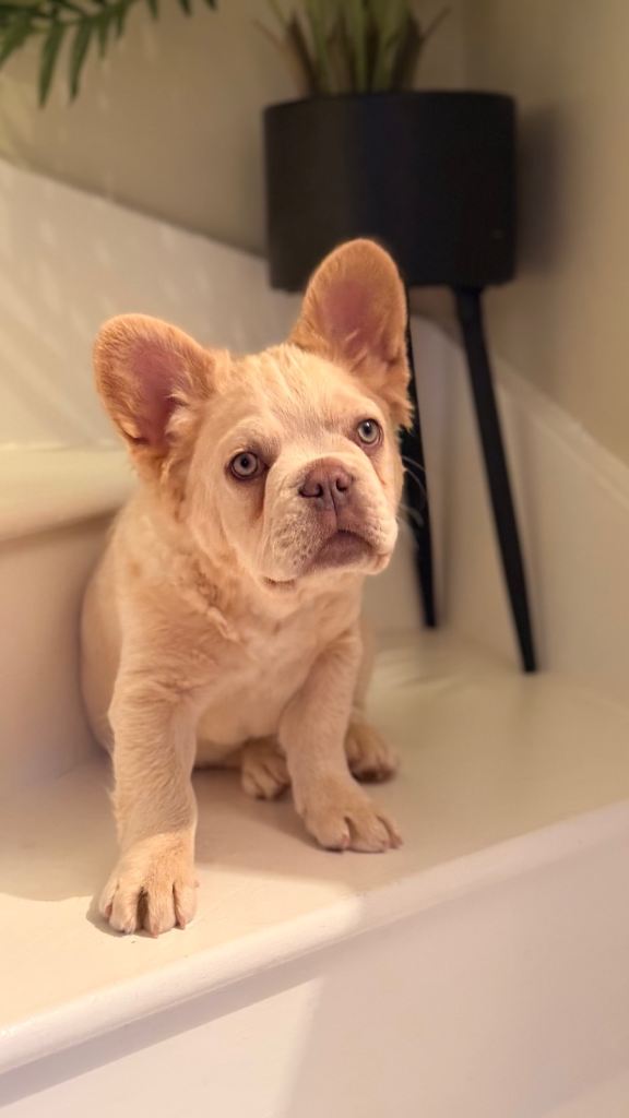 Fluffy/Puffy Frenchie