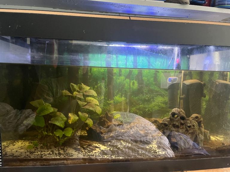 20 gallon fish tank including common pleco, Bristol nose pleco