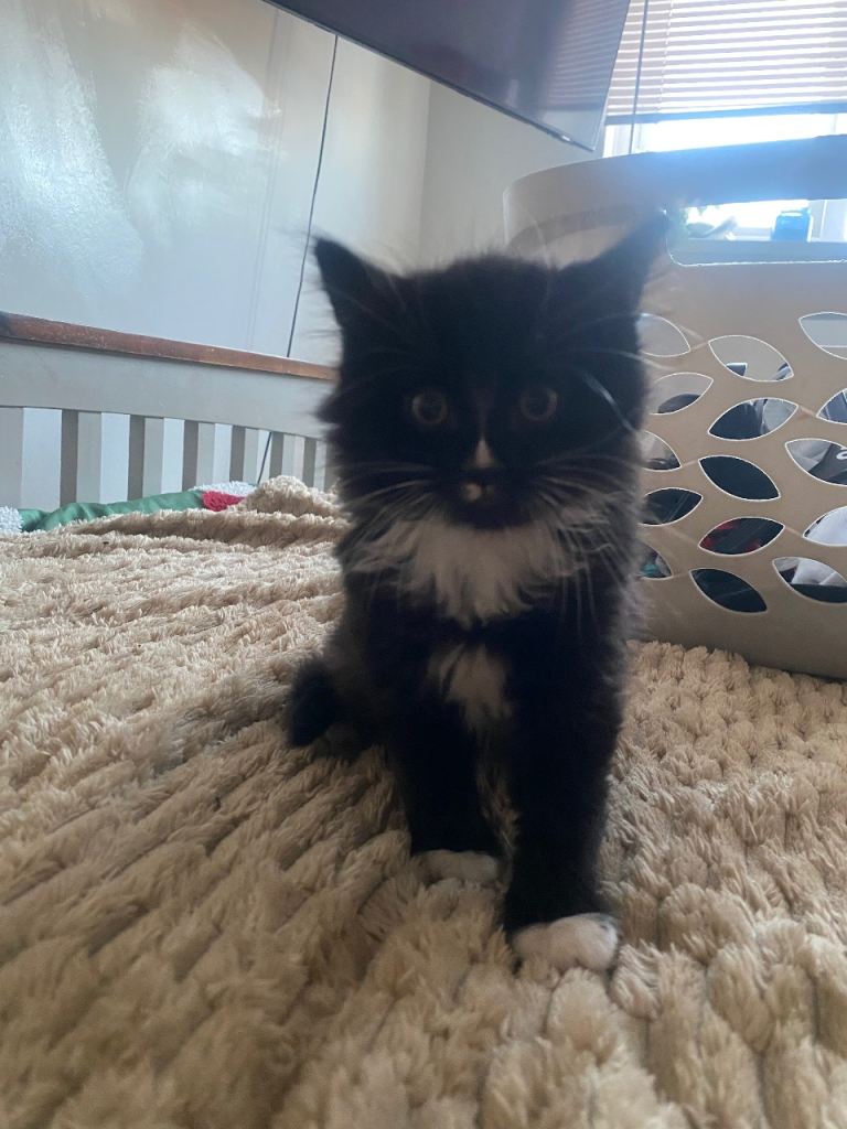 KITTEN READY  NOW 