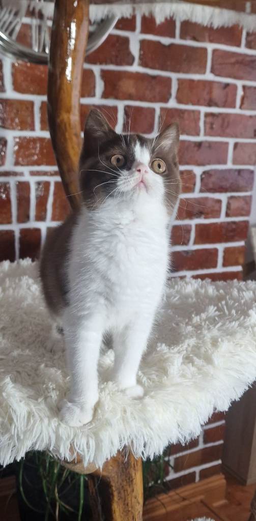 Tica Reg British Shorthair kittens Champion LinesReady Now