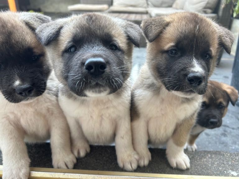 Akita puppy’s 