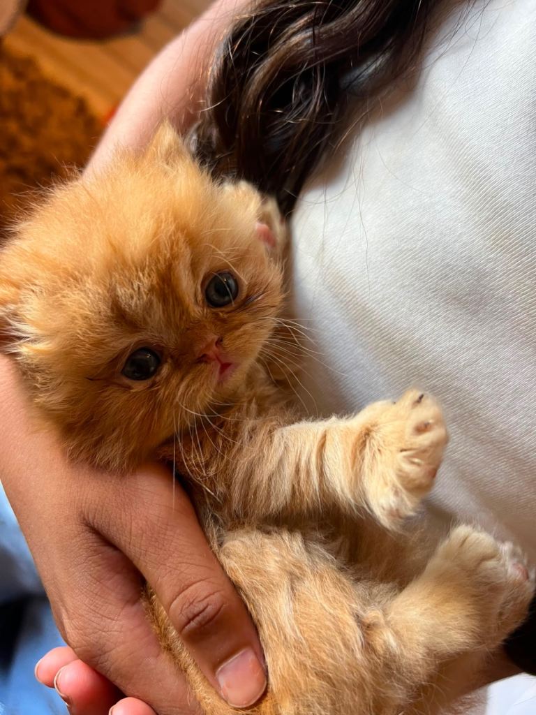 Beautiful persian kittens for sale 