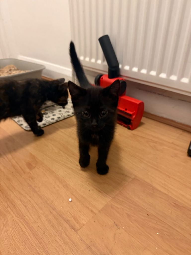 2 Female kittens for sale