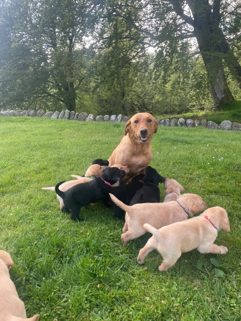 Labrador Puppies 
