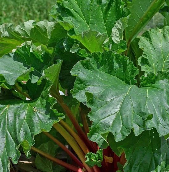 Rhubarb plant