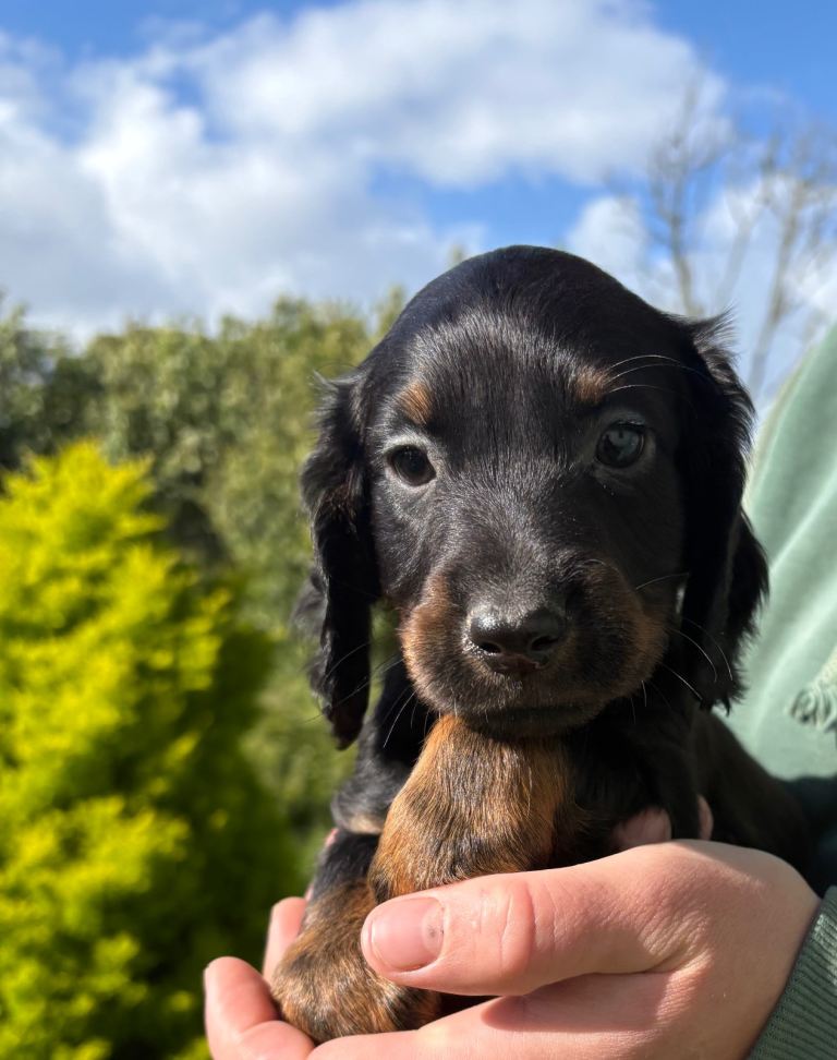 Beautiful cocker spaniel puppies 