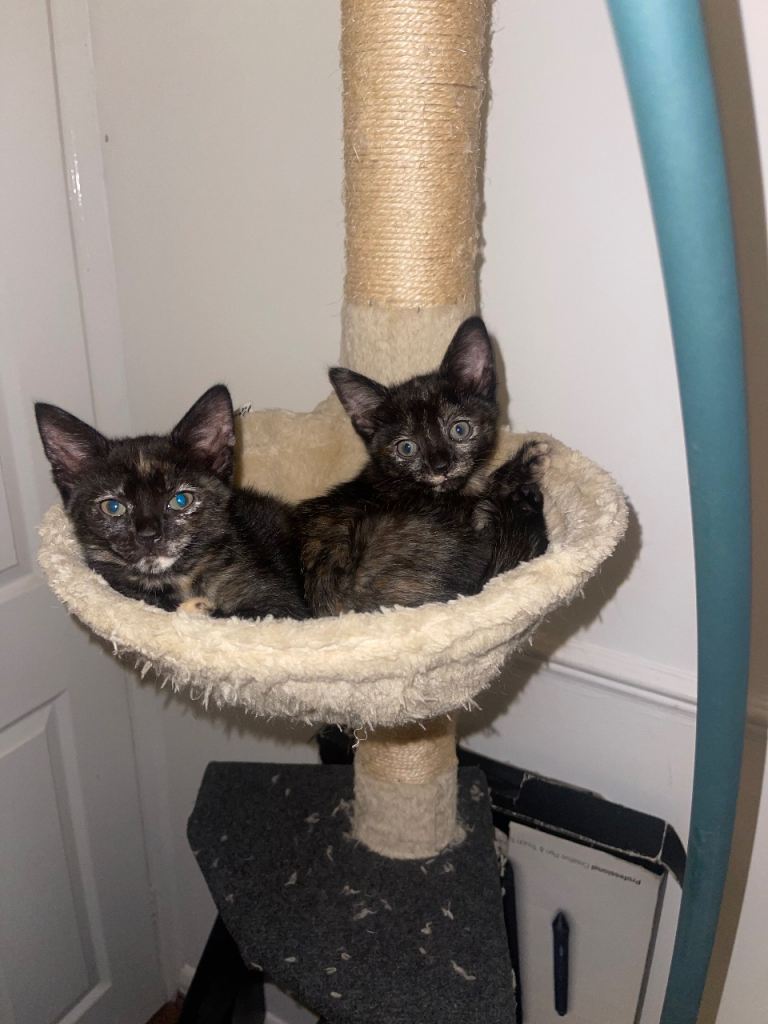 4 female kittens 