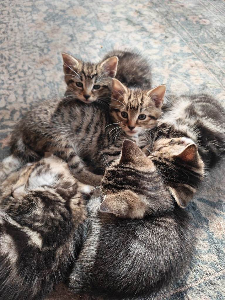 Beautiful tame kittens