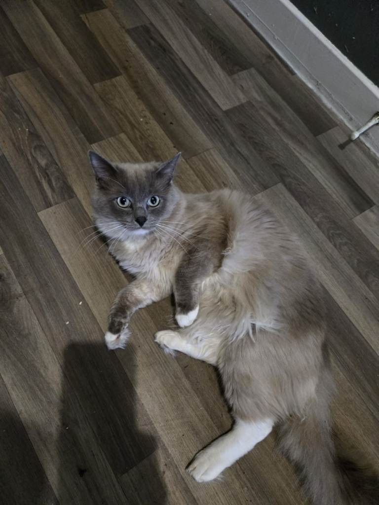 Ragdoll cat