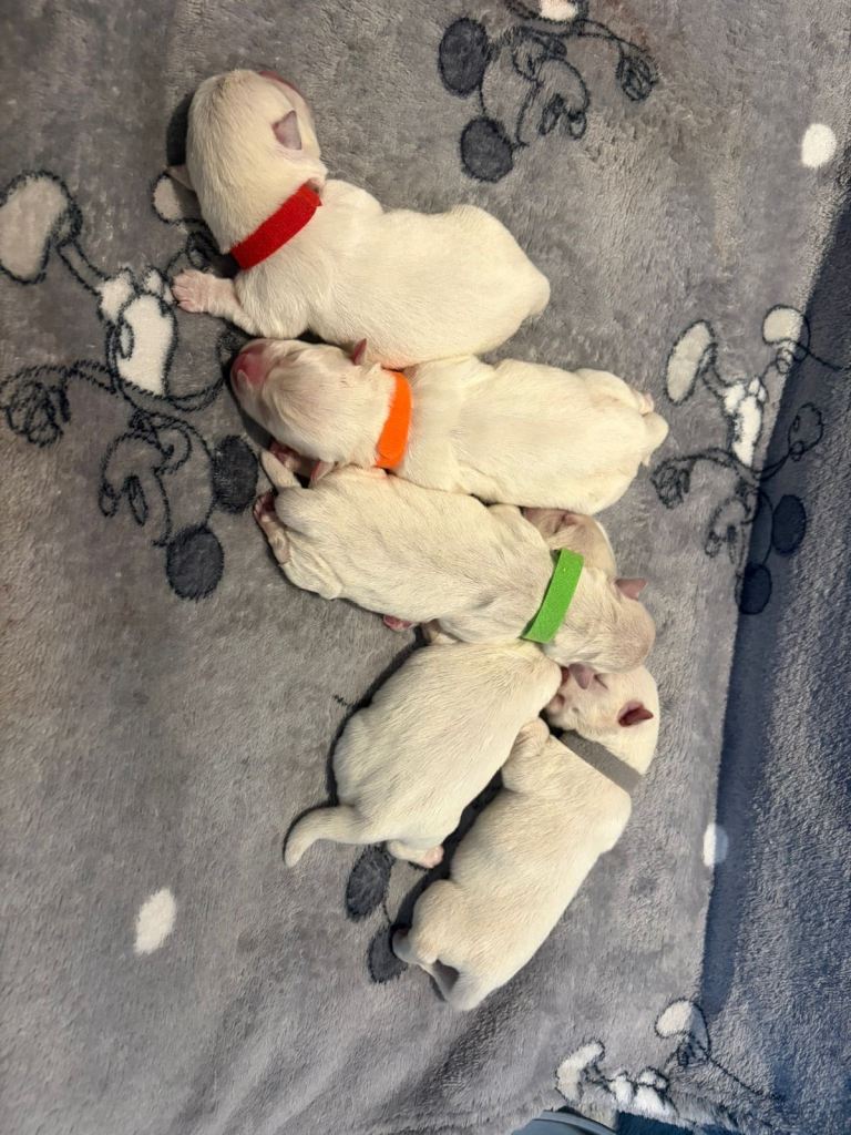 Westie puppies for sale 