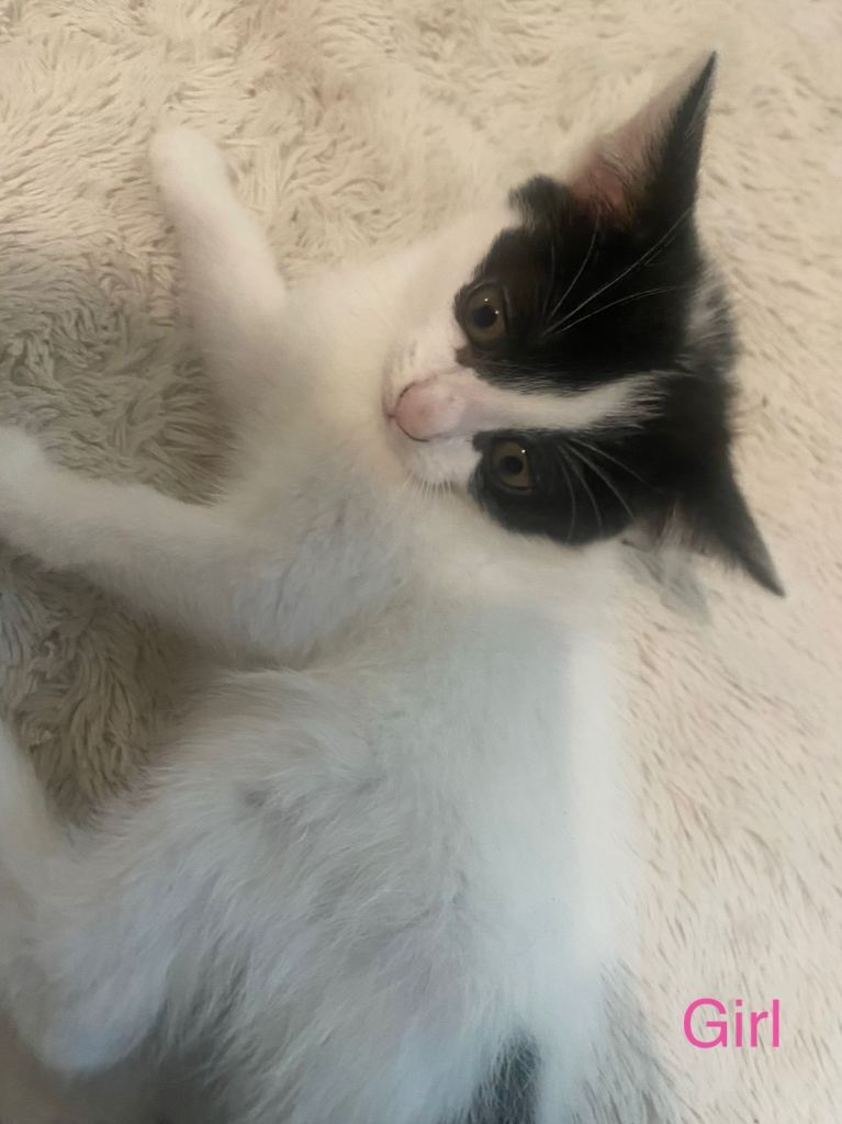 6 kittens for forever home 